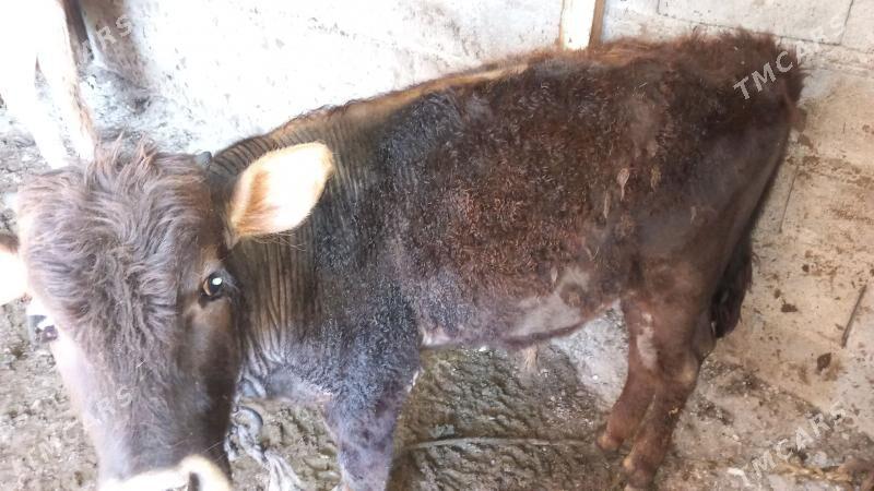 göle öküzçe - Бузмеин - img 1