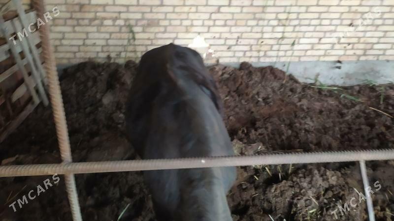 Gunajyn - Чарджоу - img 1