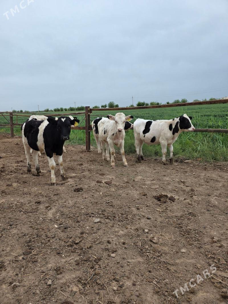 окизчелер - Чарджоу - img 1