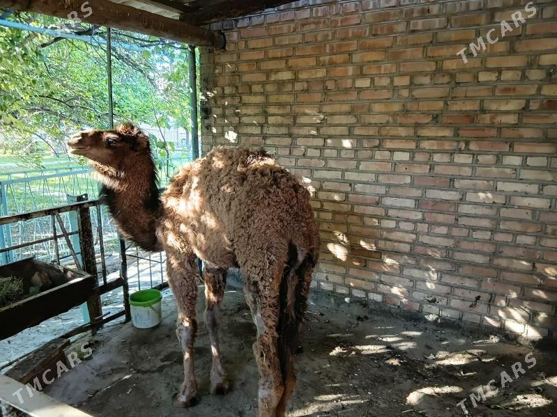 Torym - Бахарден - img 1