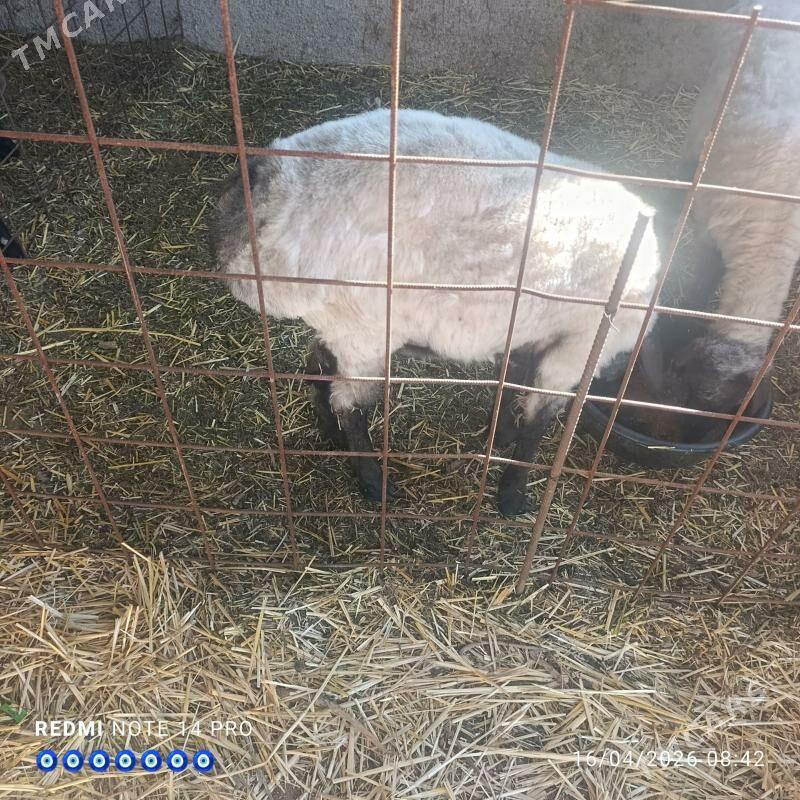 goyun tokly bakylan - Теджен - img 1