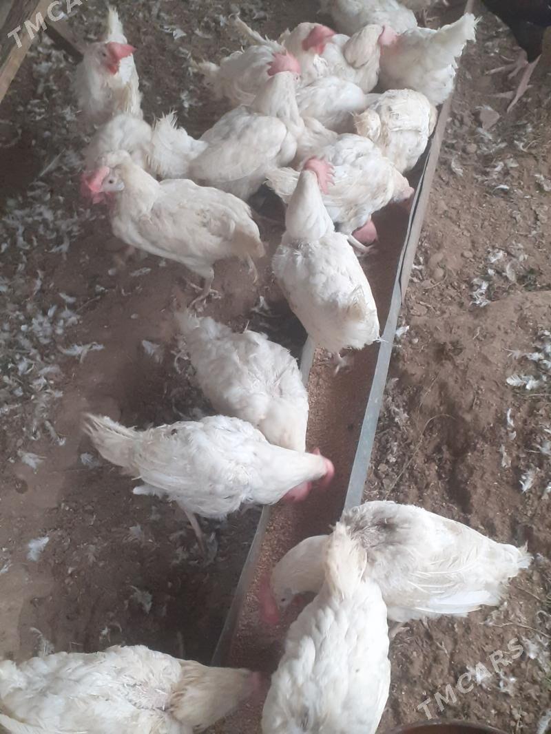 Towuk - Saýat - img 1