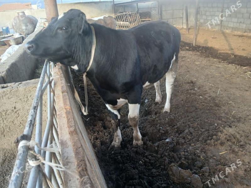 окуз - Балканабат - img 1