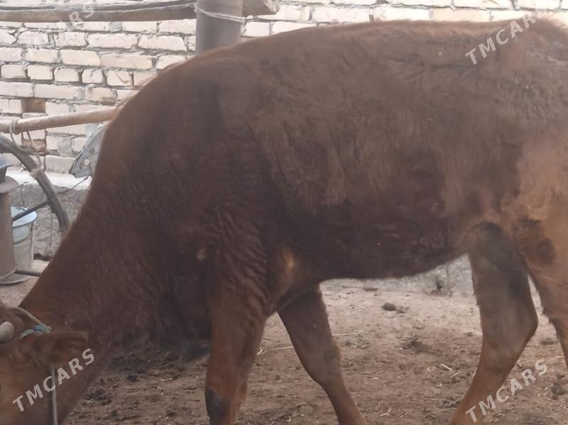 Gunajyn - Чарджоу - img 1