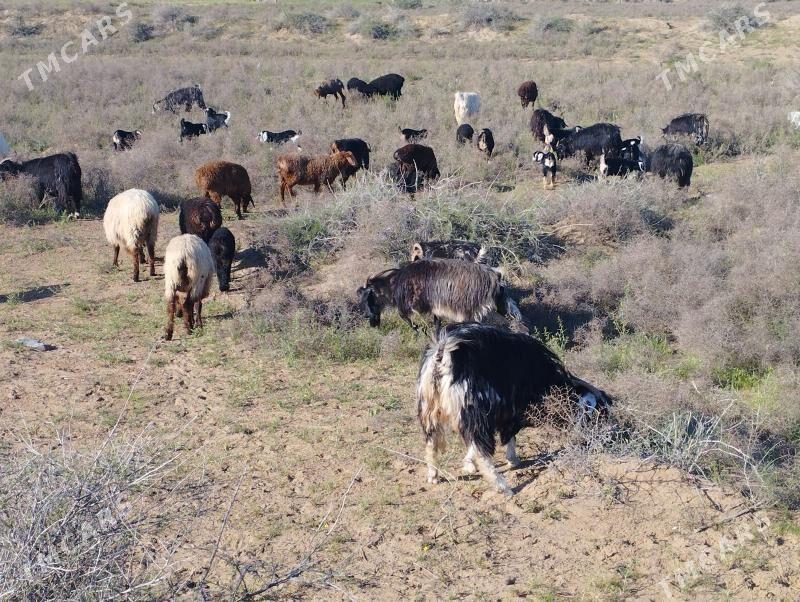 owlakly geçi tokly guzly goyun - Ak bugdaý etraby - img 1