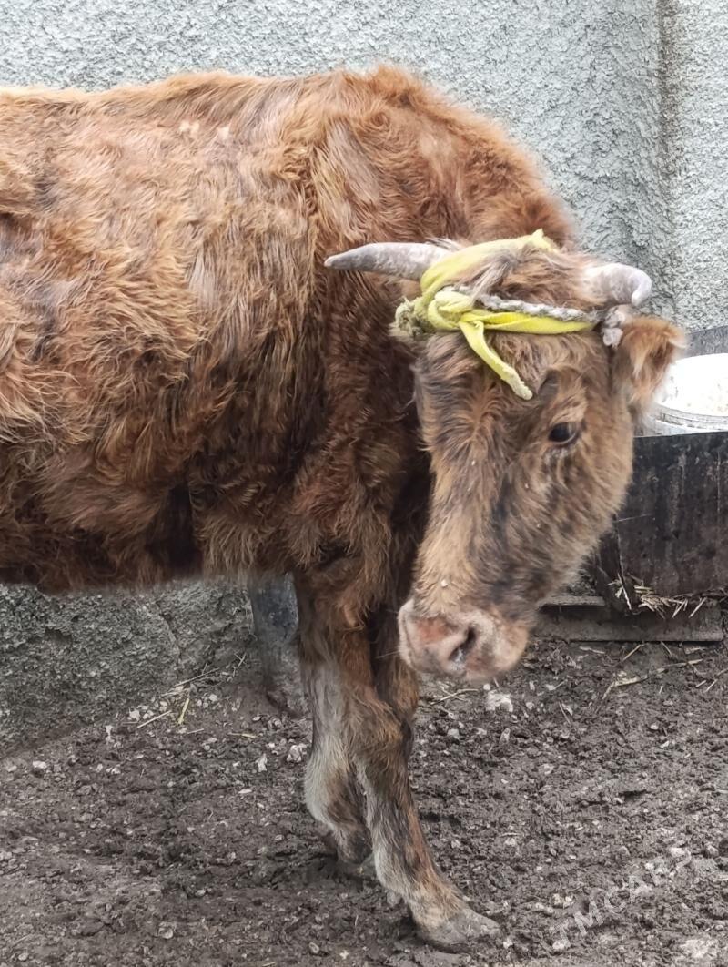 Sygyr - Balkanabat - img 1