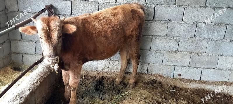 öküz - Ýaşlyk - img 1