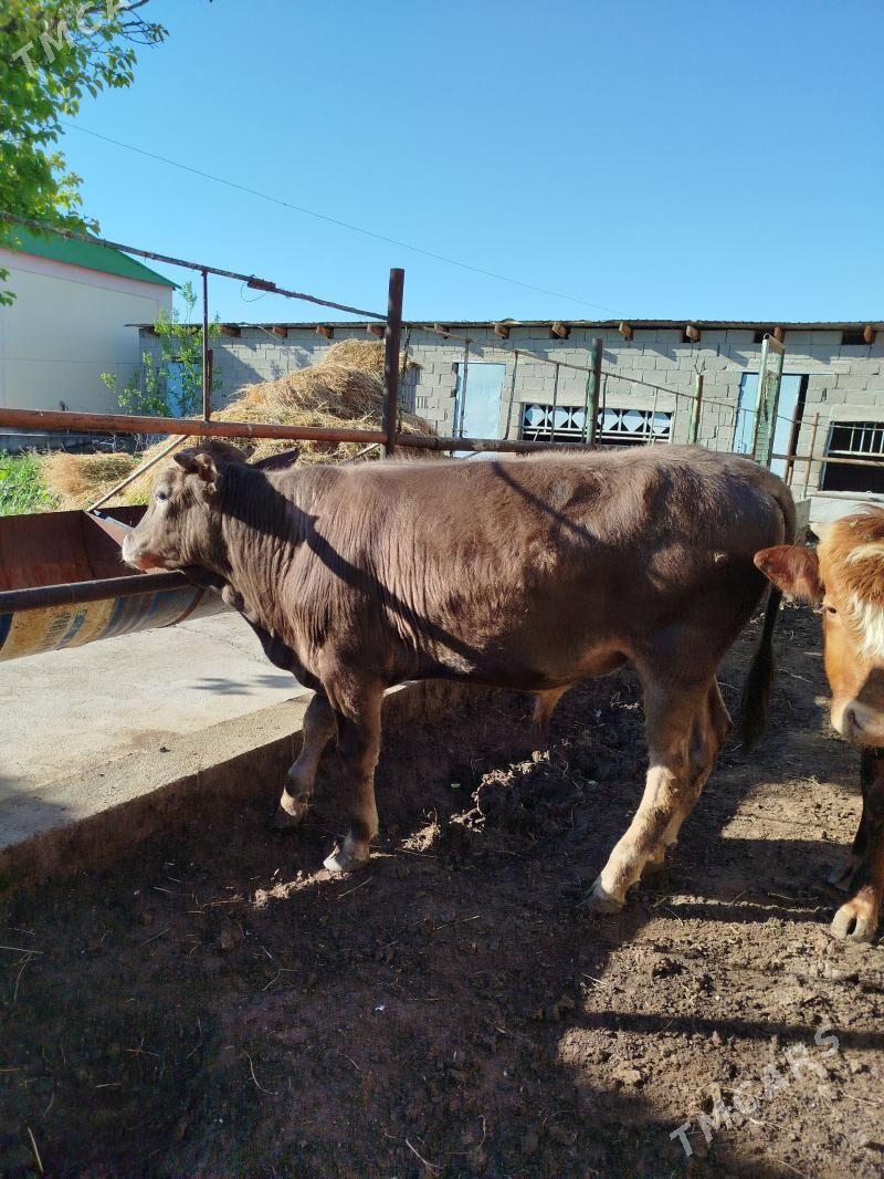 okuz - Багир - img 1