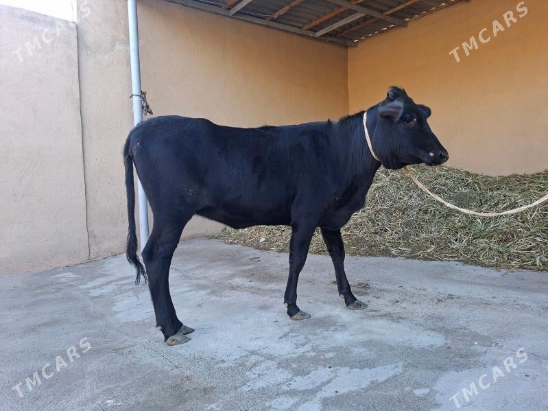 Tüwe - Büzmeýin - img 1