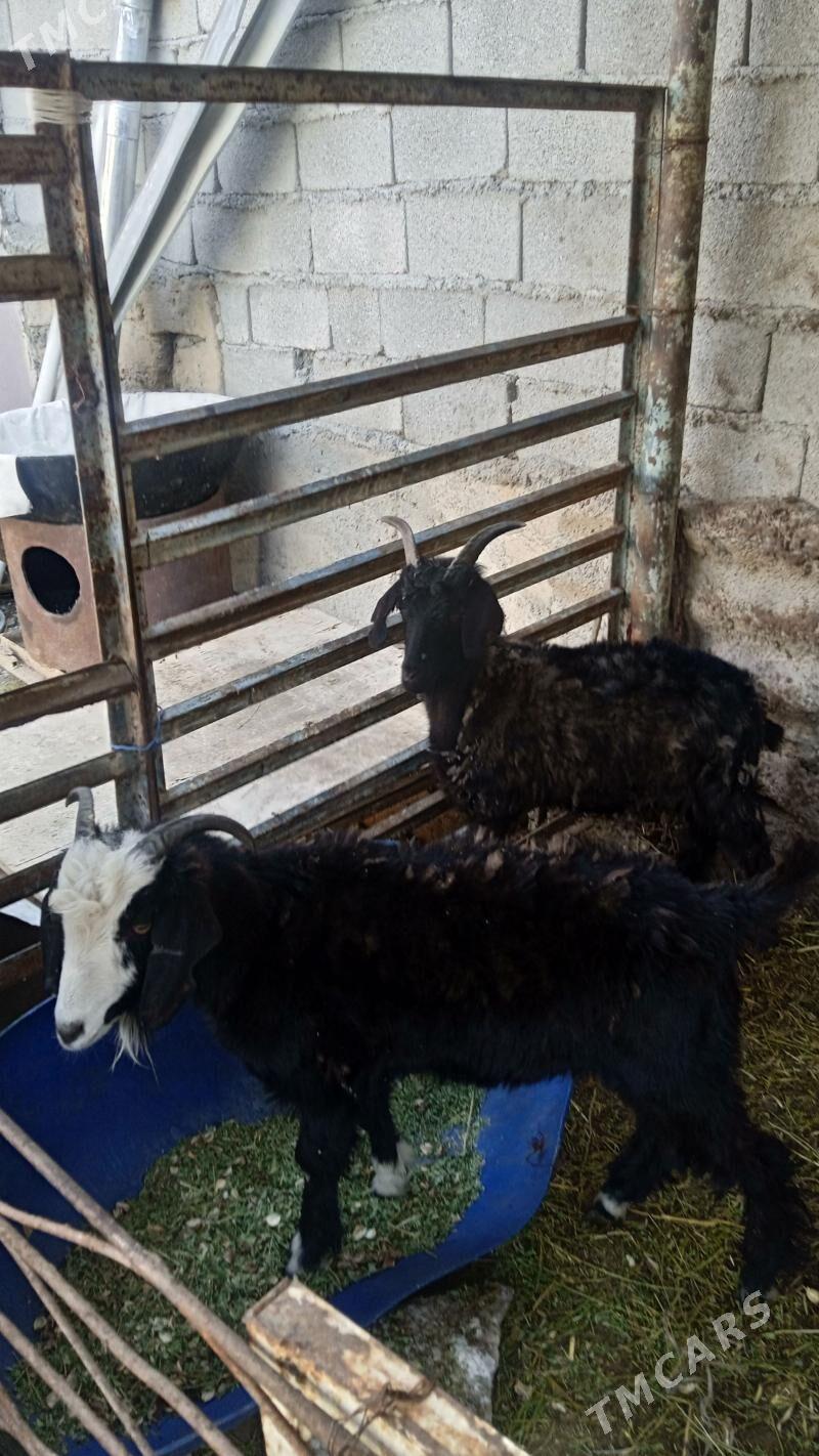 Erkeç - Bedew - img 1