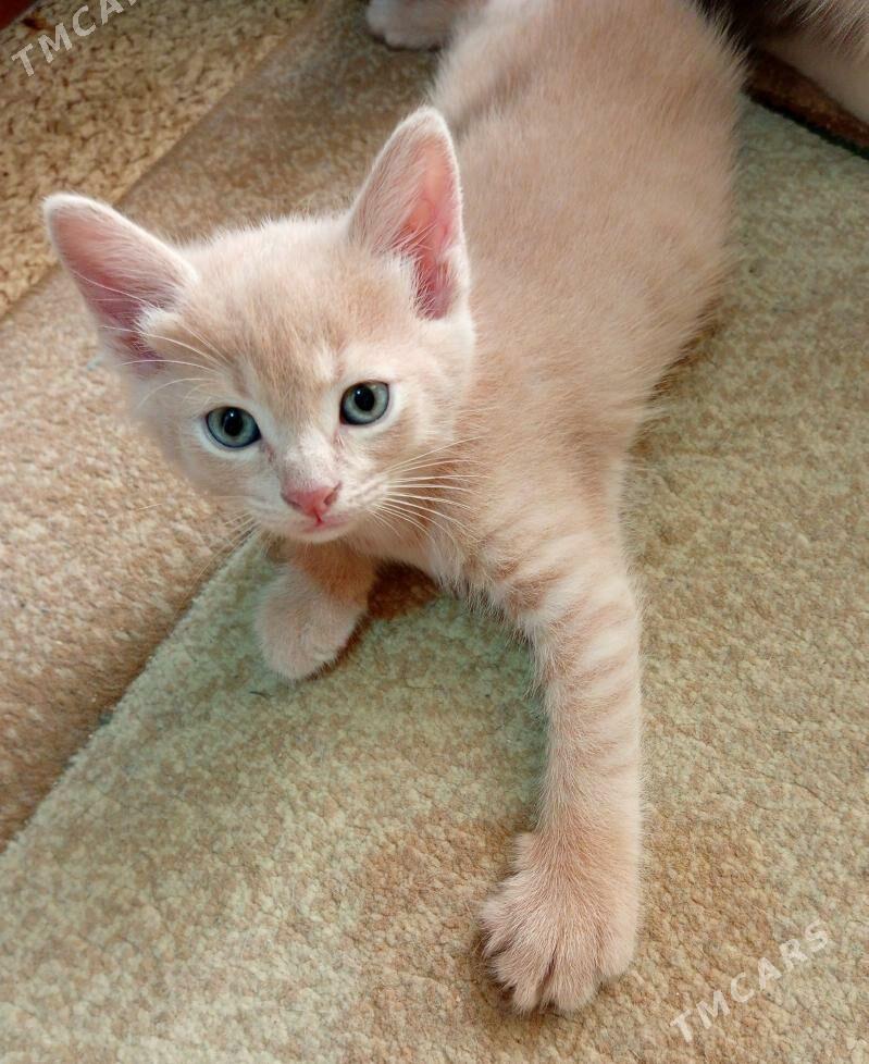 КОТЁНОК - Aşgabat - img 1