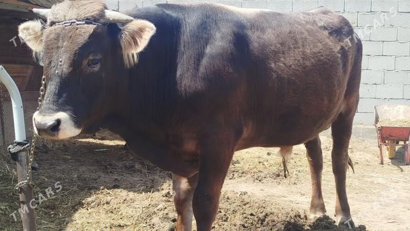 okuz 1yas 4 ay - Гёкдепе - img 1