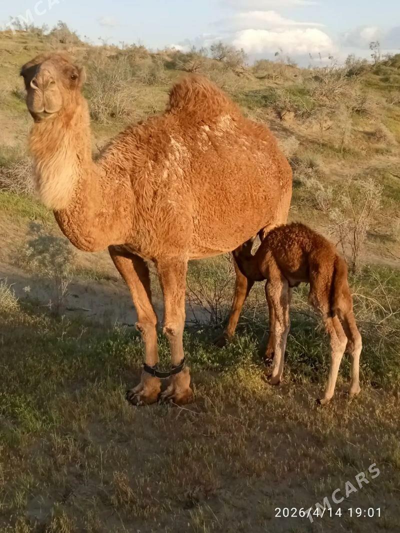 köşekli düýe - Бахарден - img 1