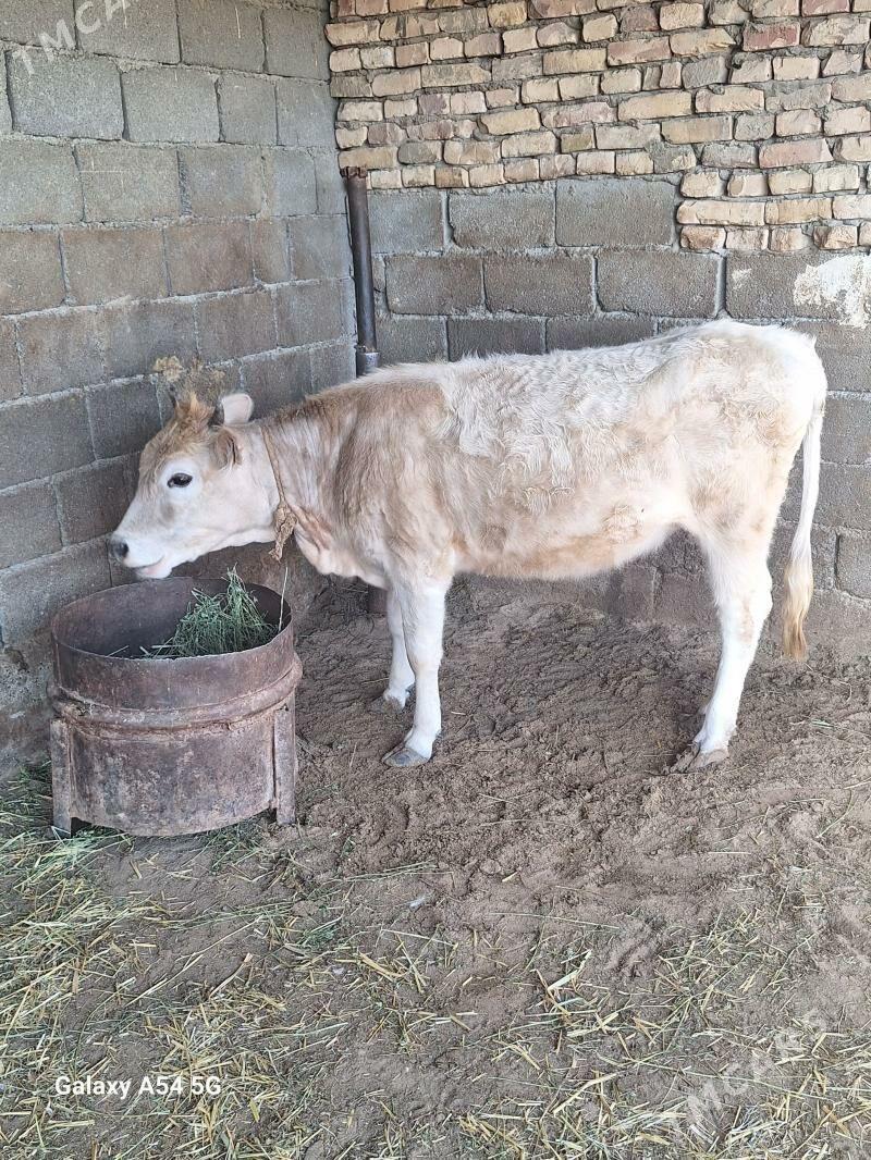 tuwe - Гёкдепе - img 1