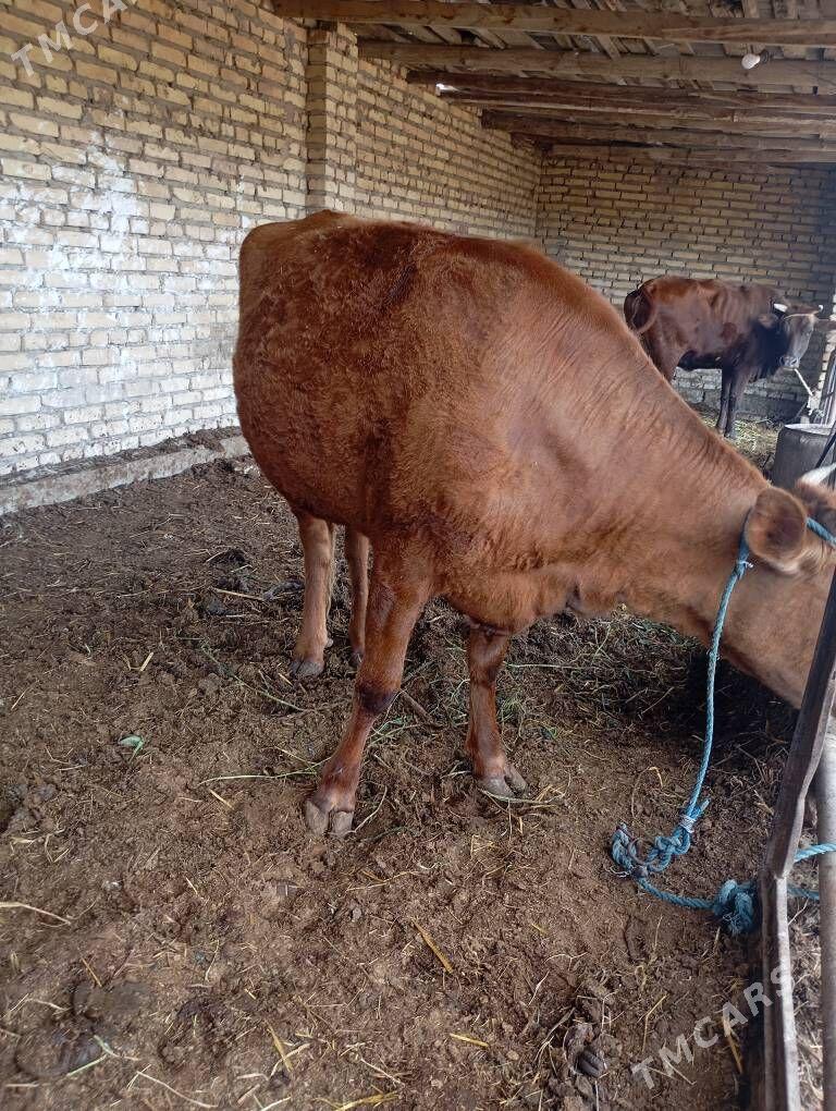 ýetik bogaz - Çärjew - img 1