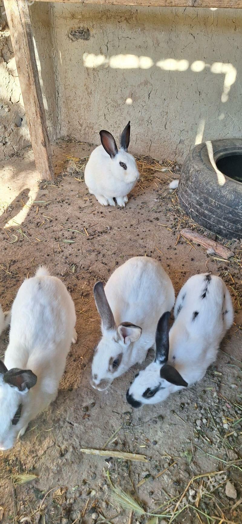 Towşan pol welikan - Яшлык - img 1