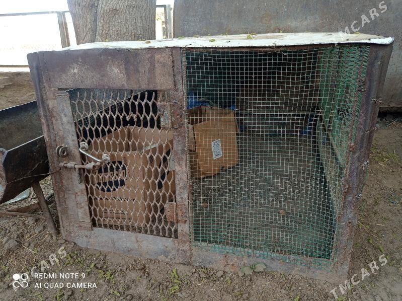 jüýje ketek. - Джебел - img 1