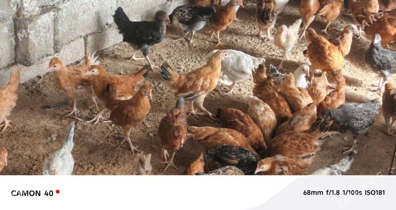 juje - Гёкдже - img 1