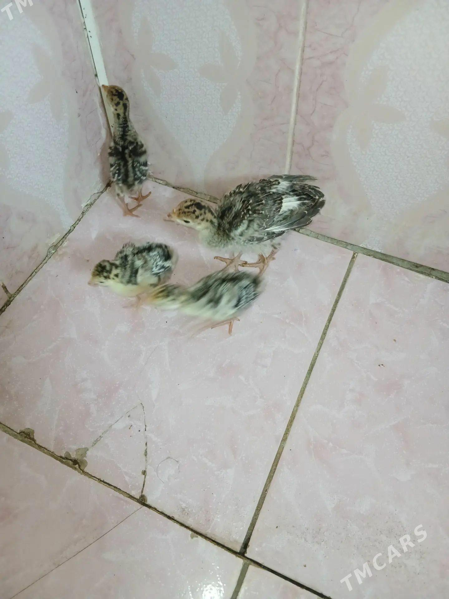 гушлар - Şabat etr. - img 1