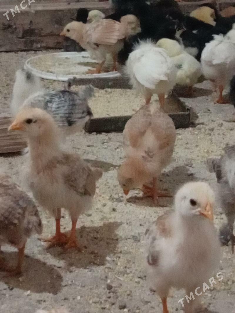 juyje - Балканабат - img 1