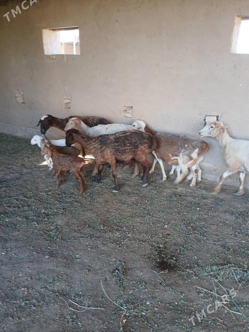 goyun guzy - Wekilbazar - img 1