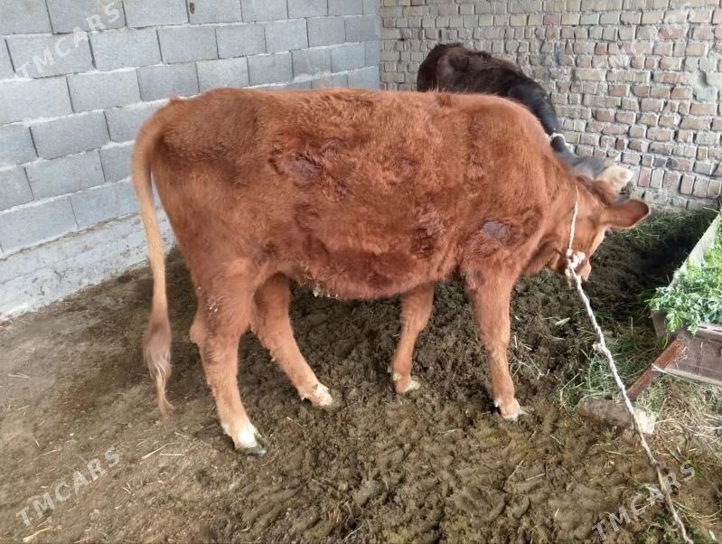 Tüwe - Bäherden - img 1