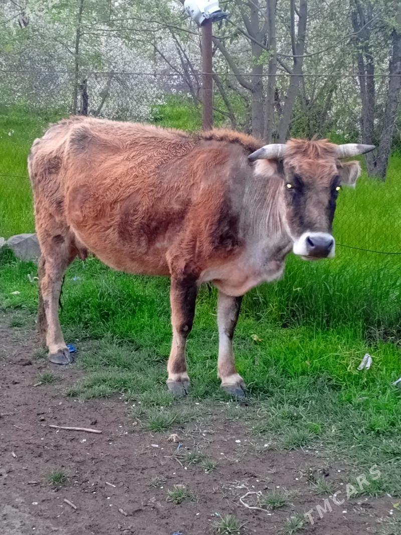 Sygyr - Magtymguly - img 1