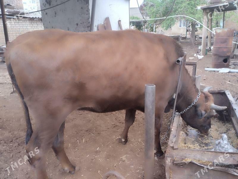 Телка,бык,корова - Байрамали - img 1