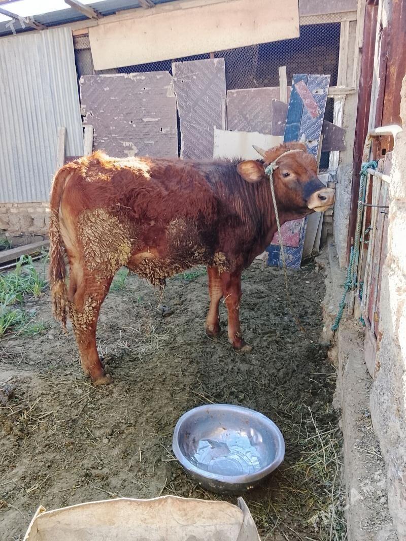 Okuz - Ýaşlyk - img 1