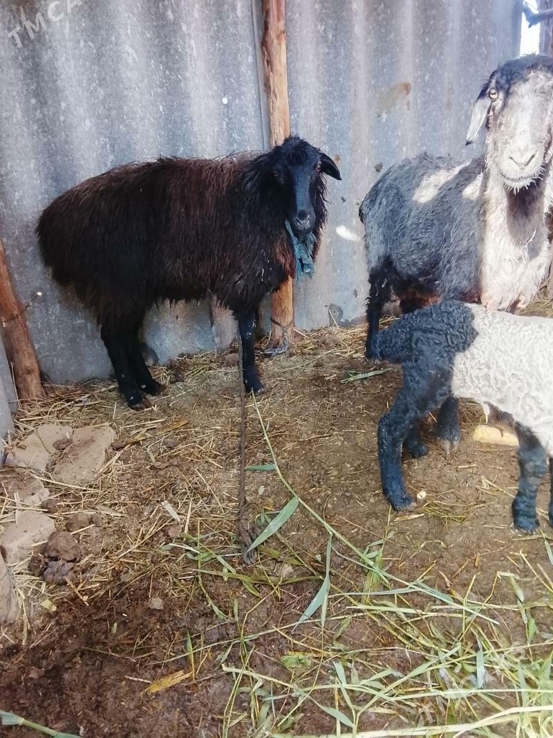 guzy.goýn - Бабадайхан - img 1