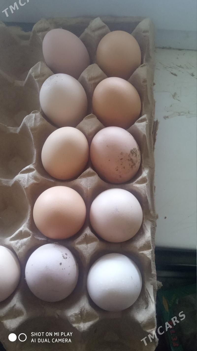 Towuk - Гызыларбат - img 1