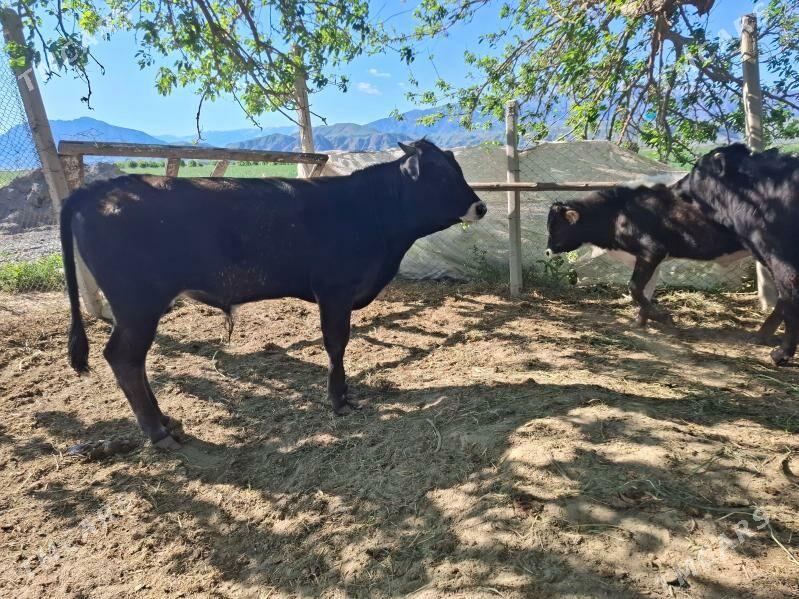 öküz - Gökdepe - img 1