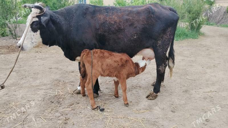 Goleli sygyr - Farap - img 1