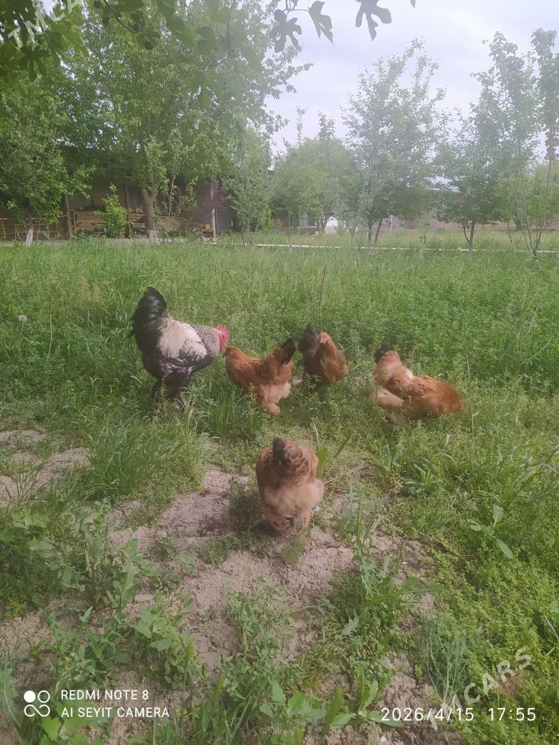 Brama - Gökdepe - img 1