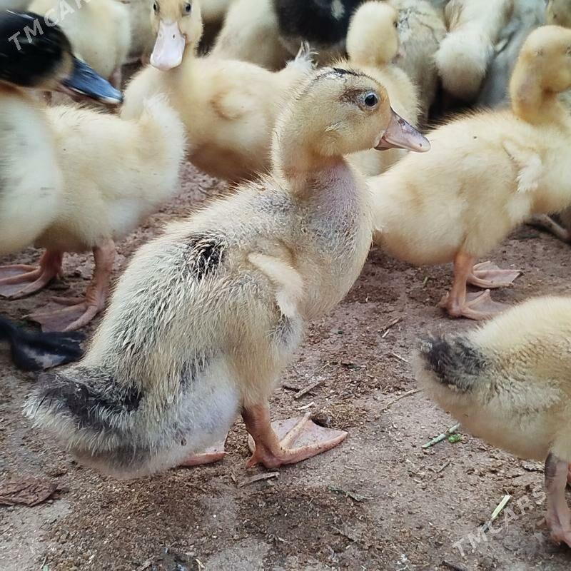 ordek gak gak утка juyje - Baýramaly - img 1