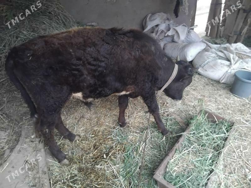 öküz - Бабадайхан - img 1