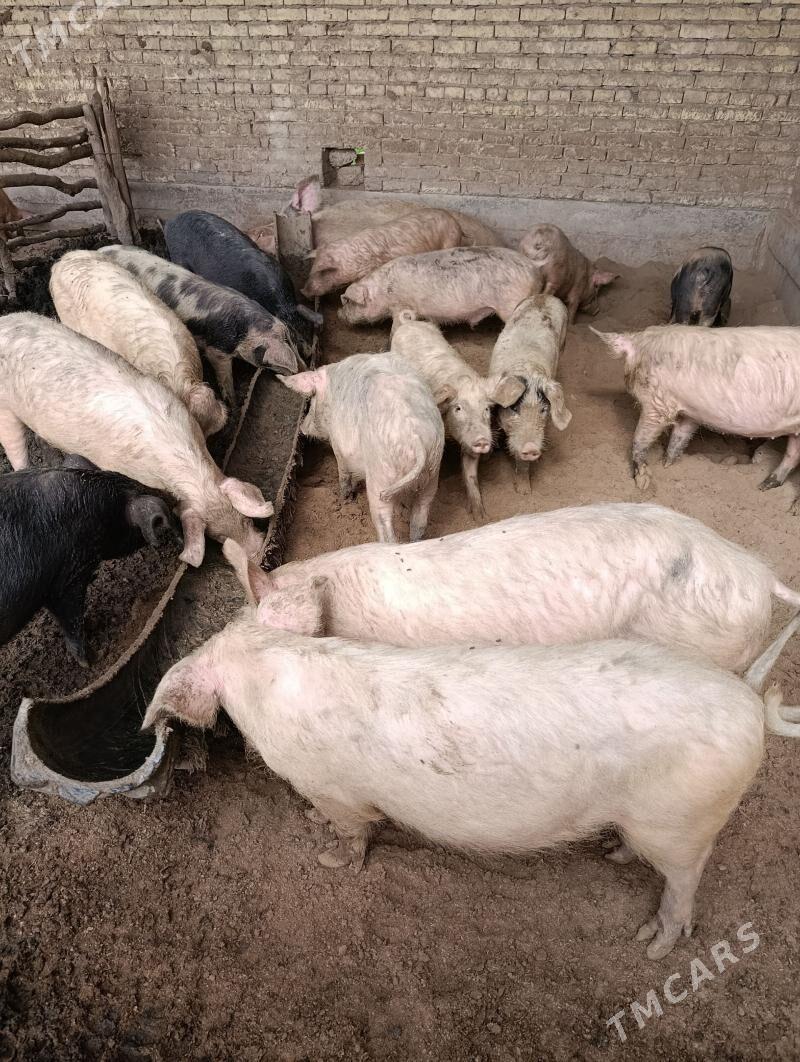 Donuz - Ходжамбаз - img 1