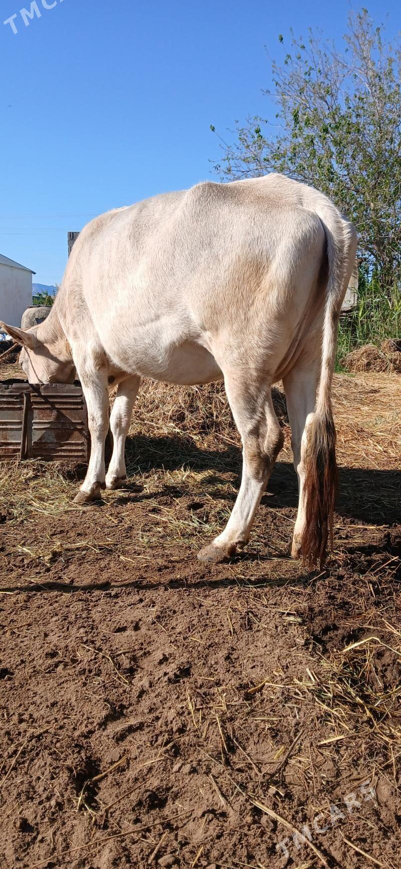 gysyr sygyr - Gökdepe - img 1