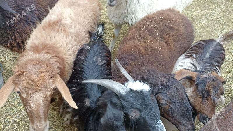 satlyk goyun - Чарджоу - img 1