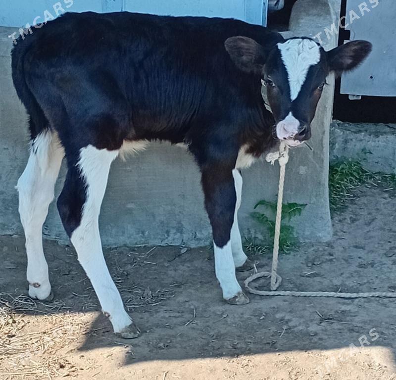 ARGINAL GALIŞDEÝIN ÖKÜZ - Бузмеин - img 1