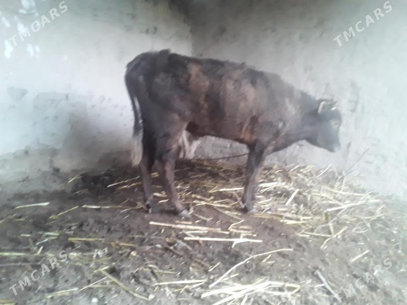 ÖKÜZ we GACAR - Gubadag - img 1