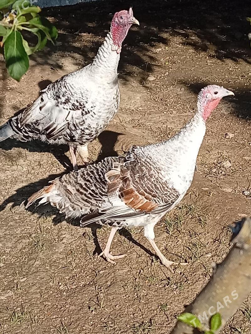 induklar - Gyzylarbat - img 1