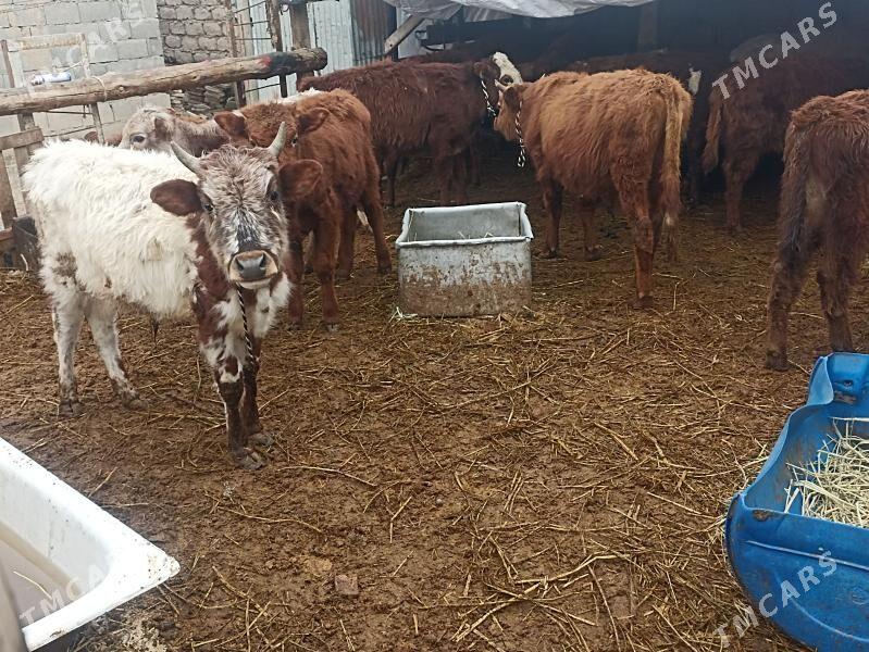 öküzçe tüwe öküz göle - Aşgabat - img 1