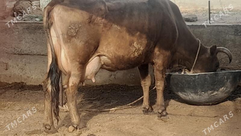 Goleli Sygyr - Мары - img 1