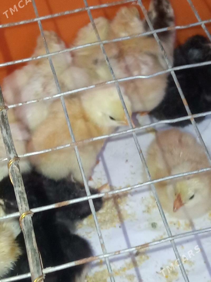 Jüje,жуже,цыплята. - Туркменбаши - img 1