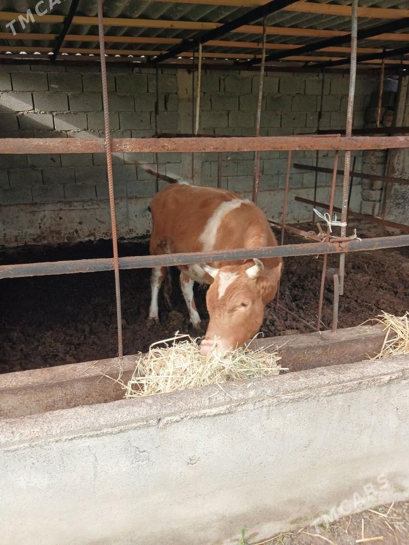 Öküz - Гёкдепе - img 1