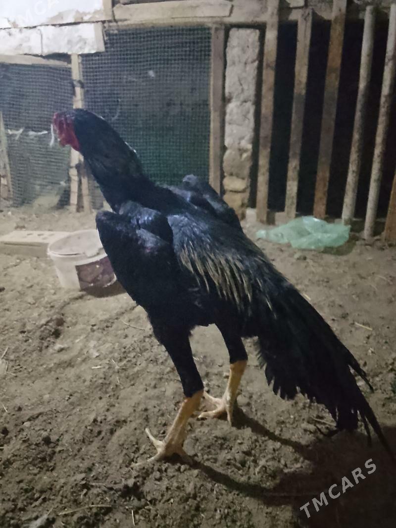 horoz - Байрамали - img 1