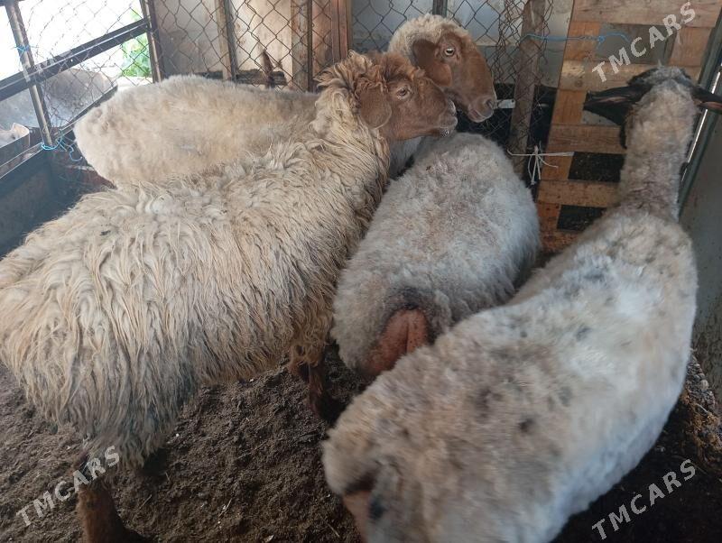 goyun - Aşgabat - img 1