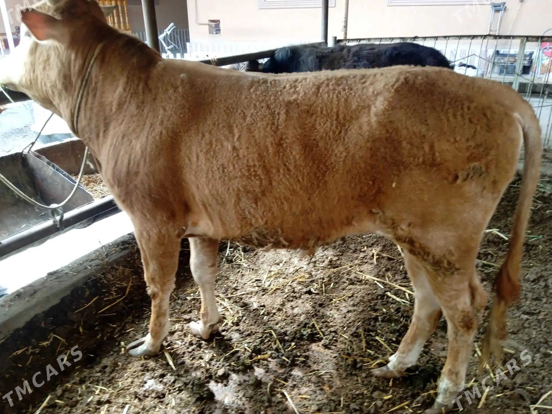 5 sany öküz - Туркменабат - img 1