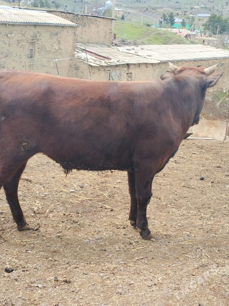 Okuz - Бахарден - img 1